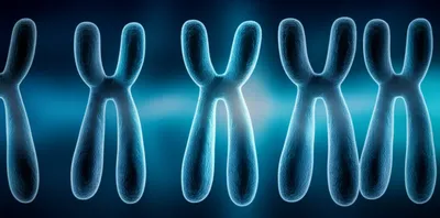 Illustration mongol - Image 1