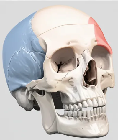 Illustration parietals