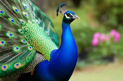 Illustration piqued - Image 1