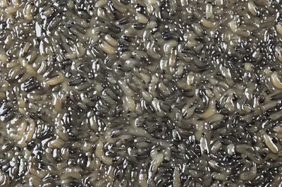 Illustration slug - Image 1