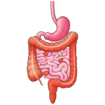 Illustration ilium - Image 1