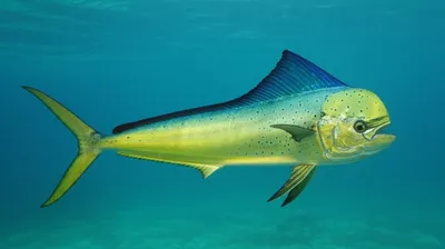 Illustration dolphins - Image 1