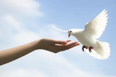 Illustration euthanasia - Image 1