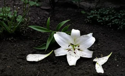 Illustration defiled - Image 1