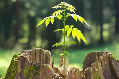 Illustration regrown - Image 1