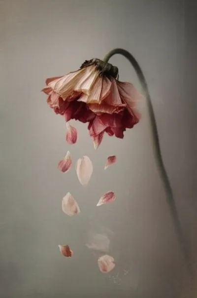 Illustration falls - Image 1