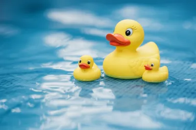 Illustration ducks - Image 1