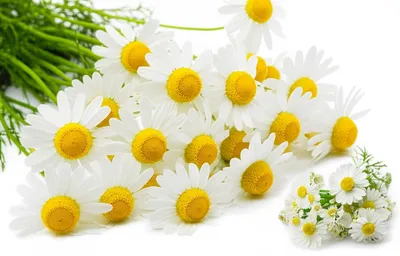 Illustration chamomile - Image 1
