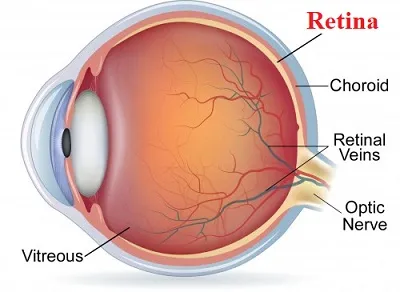 Illustration retina - Image 2
