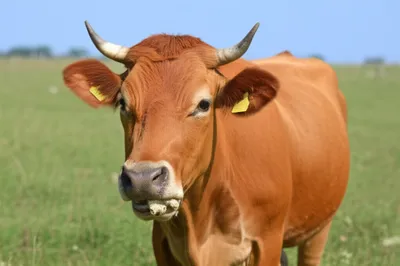 Illustration rumination