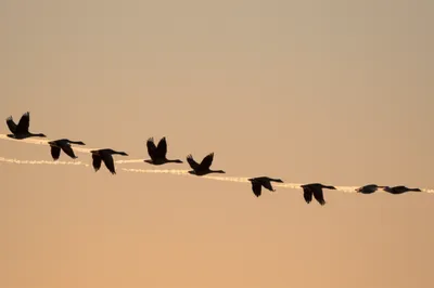 Illustration yang - Image 1