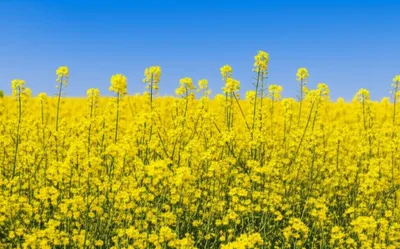 Illustration coleseed