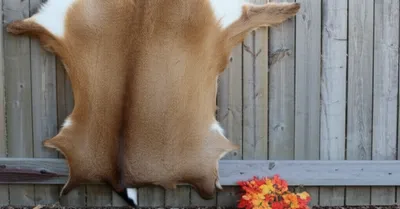 Illustration deerskin - Image 1