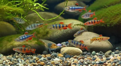 Illustration darters - Image 1