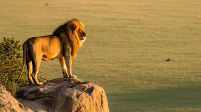 Illustration reigned - Image 1