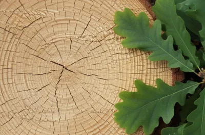 Illustration woods - Image 1