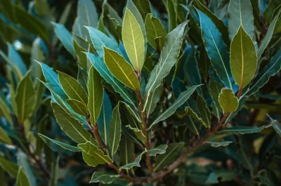 Illustration laurels - Image 1