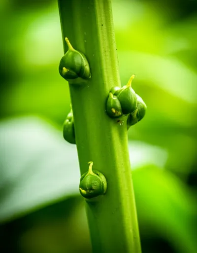 Illustration bud - Image 1