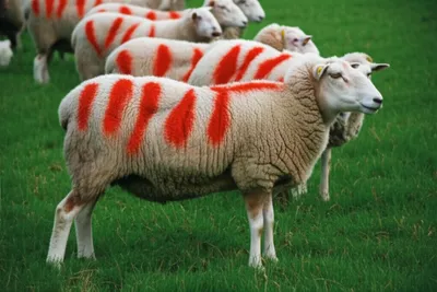 Illustration raddles - Image 1