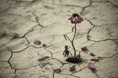 Illustration pulls - Image 1