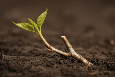 Illustration slips - Image 1