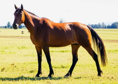 Illustration hipped - Image 1