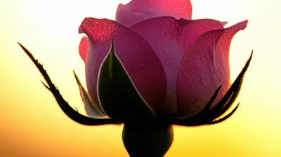 Illustration melts - Image 1