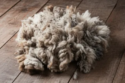 Illustration shags - Image 1