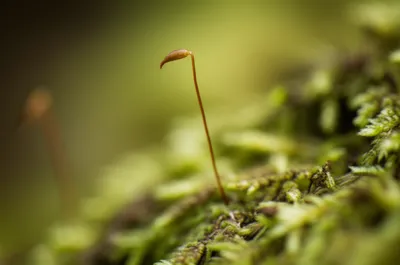 Illustration seta - Image 1