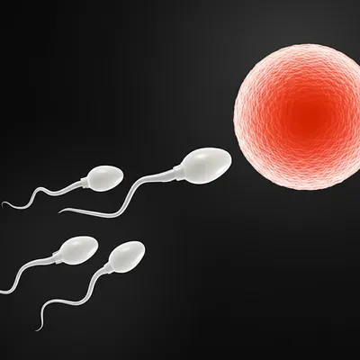 Hình ảnh minh họa conceive - Ảnh 1