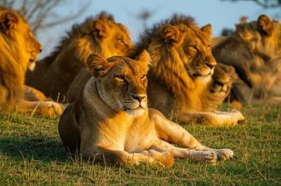 Illustration proudest - Image 1