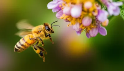 Illustration buzzes - Image 1