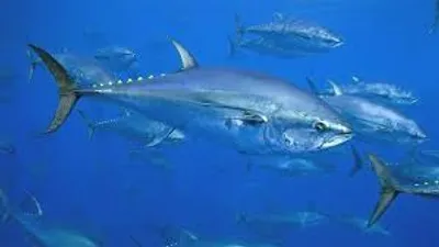 Illustration tuna - Image 2