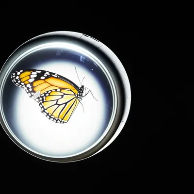 Illustration impinged - Image 1