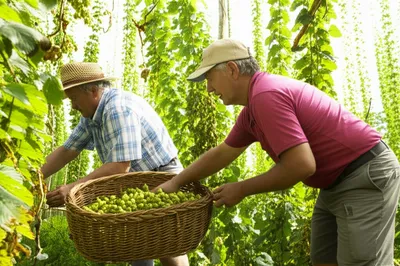 Illustration hops - Image 1