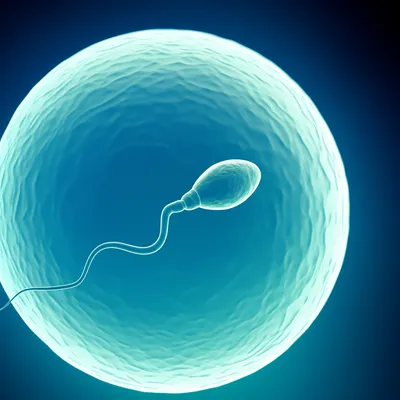 Illustration spermicide