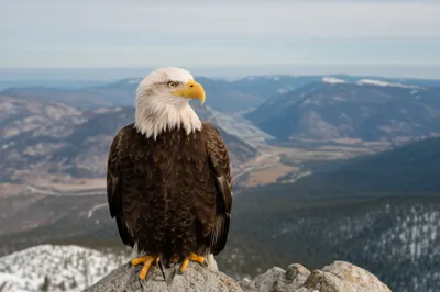 Illustration keen - Image 1