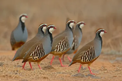 Hình ảnh minh họa guineas - Ảnh 1