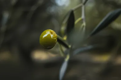 Illustration manzanilla - Image 1