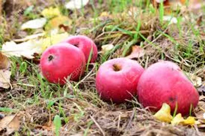 Illustration windfall - Image 2