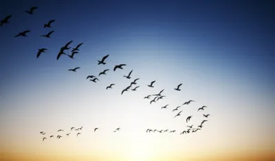 Illustration unidirectional - Image 1