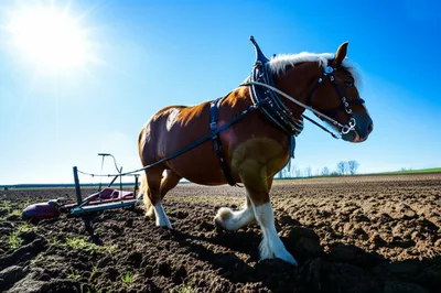 Illustration workhorse