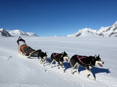 Illustration dogsleds