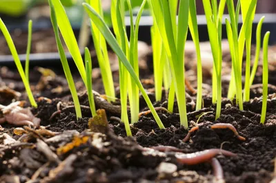 Illustration fertilized