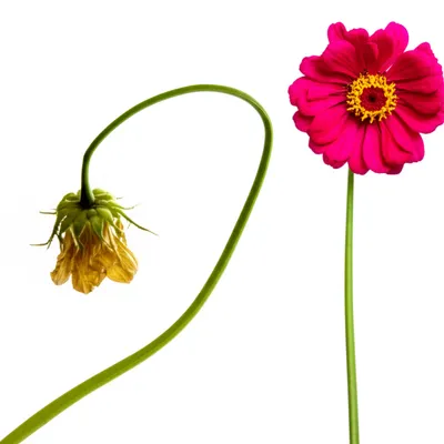 Illustration weakening