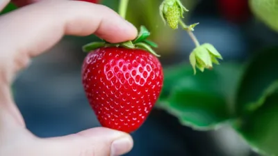 Illustration stem - Image 1