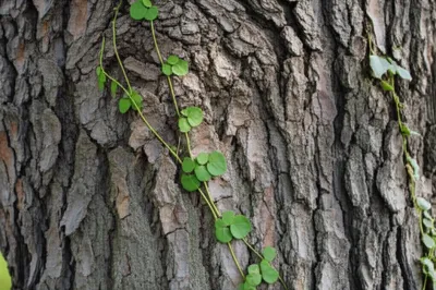 Illustration clingy - Image 1