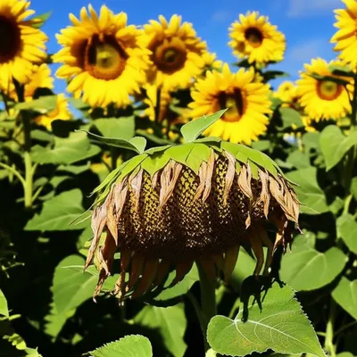 Illustration flopped