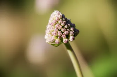 Illustration cyme - Image 1