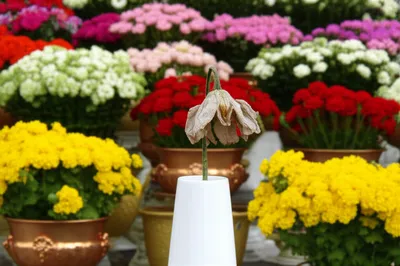 Illustration disfavor - Image 1